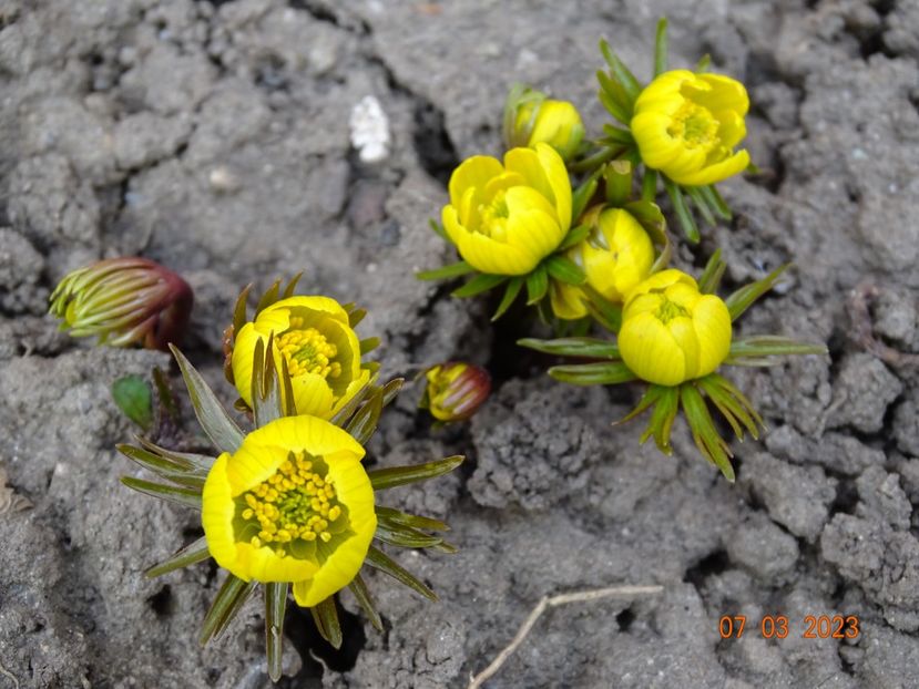 eranthis cilicica - Primavara 2023