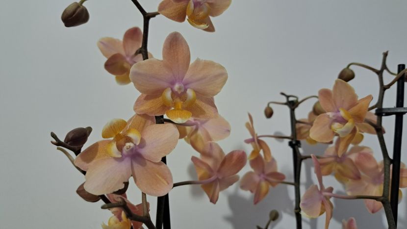  - Phalaenopsis 2