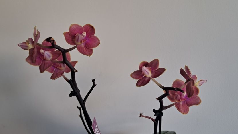  - Phalaenopsis 2