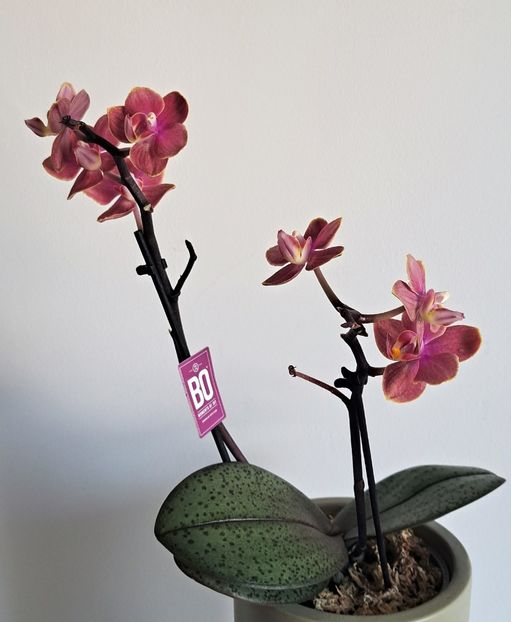 Dusty Belle - Phalaenopsis 2