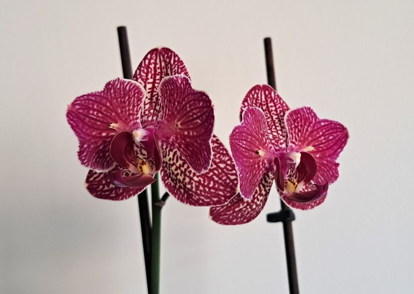Kimono - Phalaenopsis 2