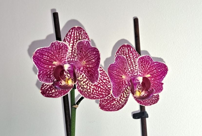  - Phalaenopsis 2