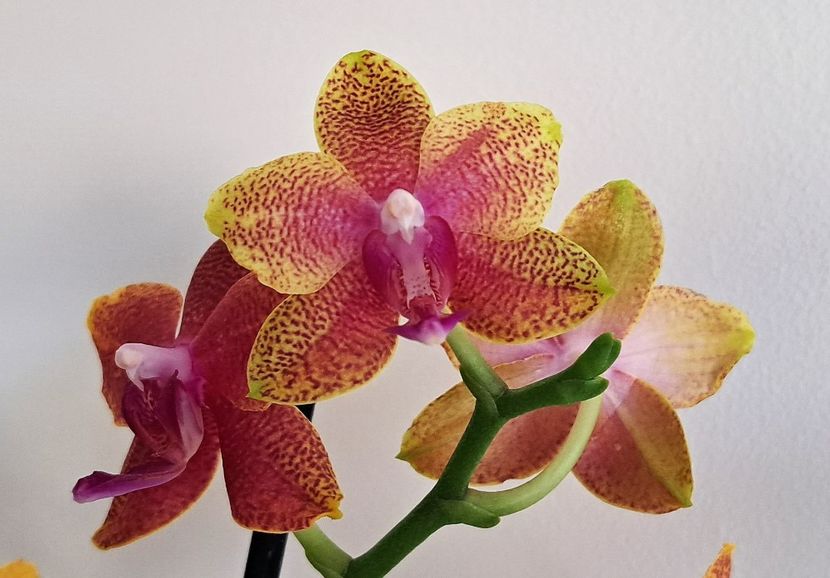  - Phalaenopsis 2