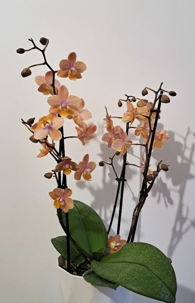 Scention - Phalaenopsis 2