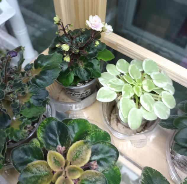  - 1 1 Violete Africane de Colecție