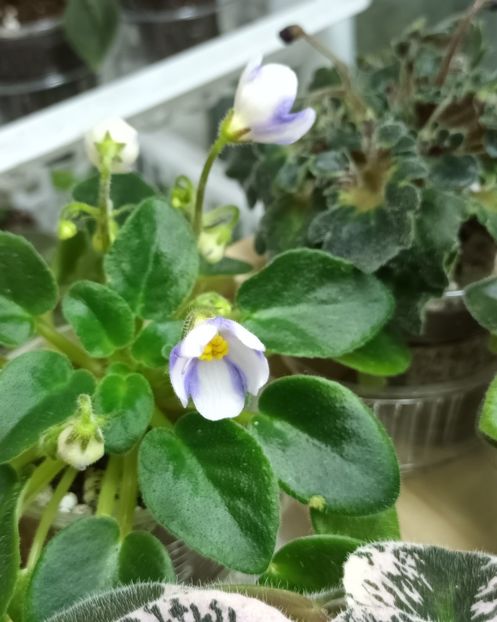  - 1 1 Violete Africane de Colecție