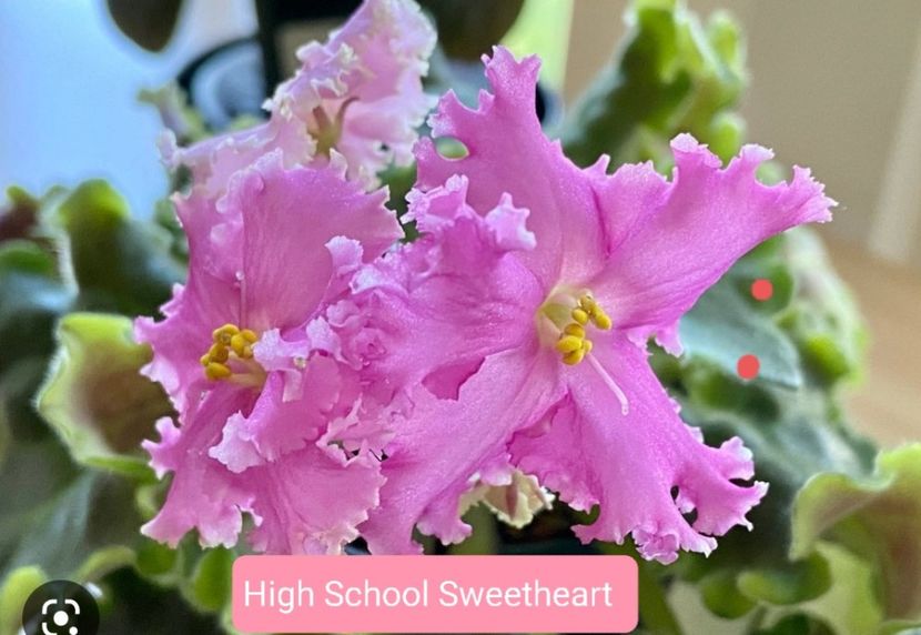 Poza net - Hight School Sweetheart