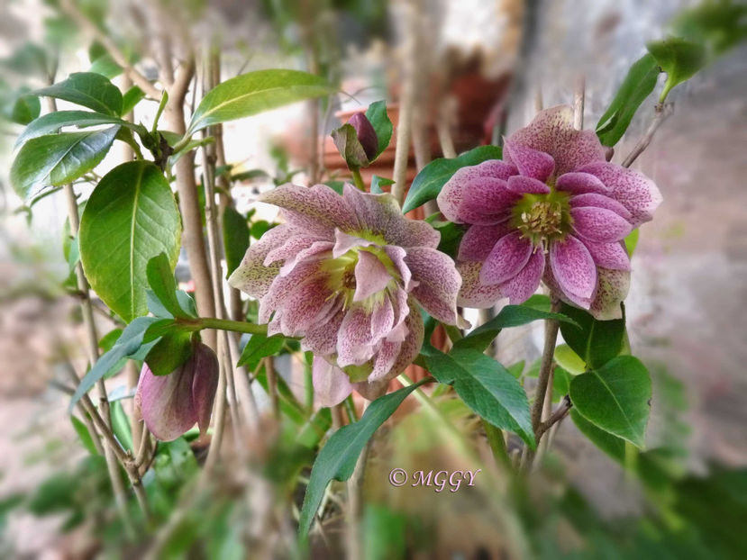 © - Helleborus - Spanz