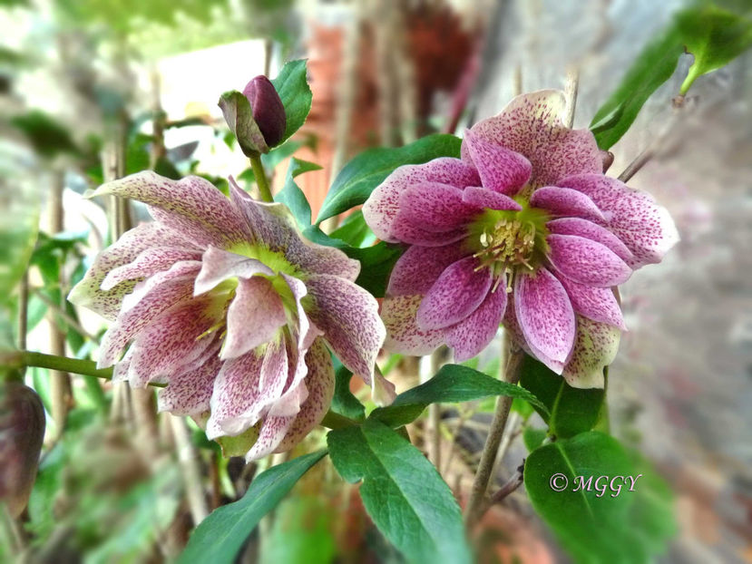 2023 - © - Helleborus - Spanz