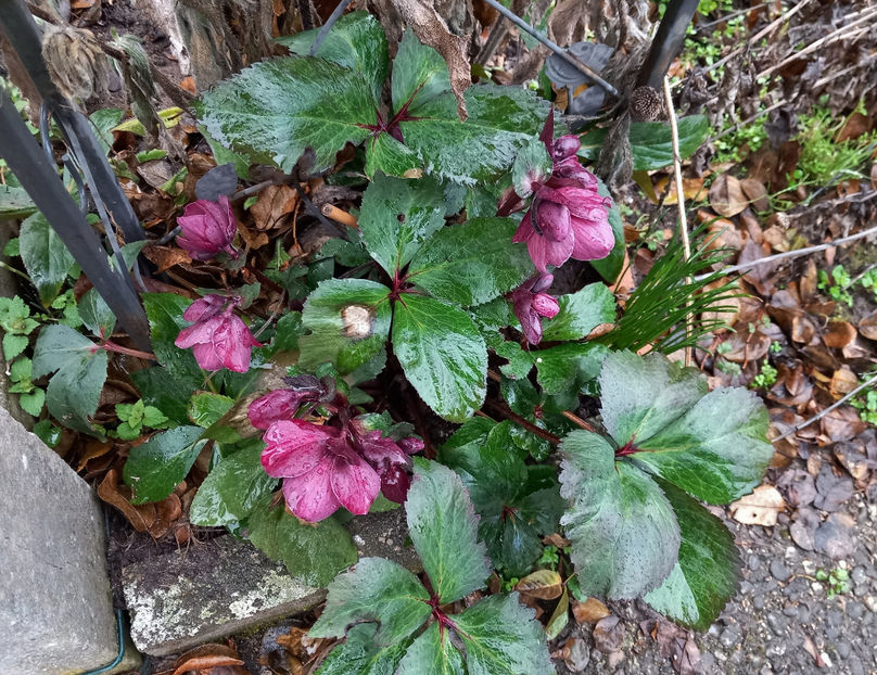  - Helleborus - Spanz