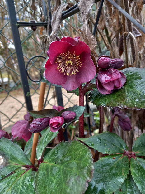  - Helleborus - Spanz