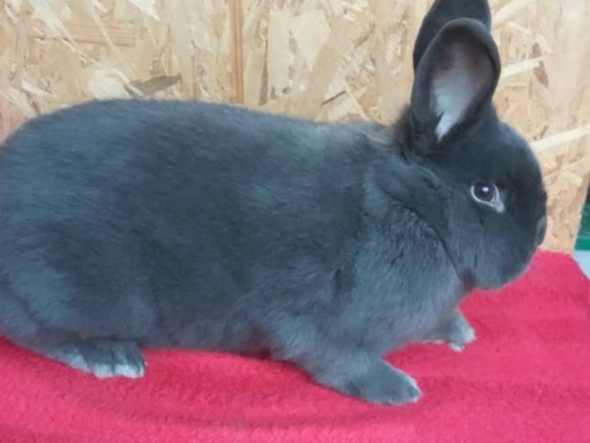  - Vienezi albastrii 2017