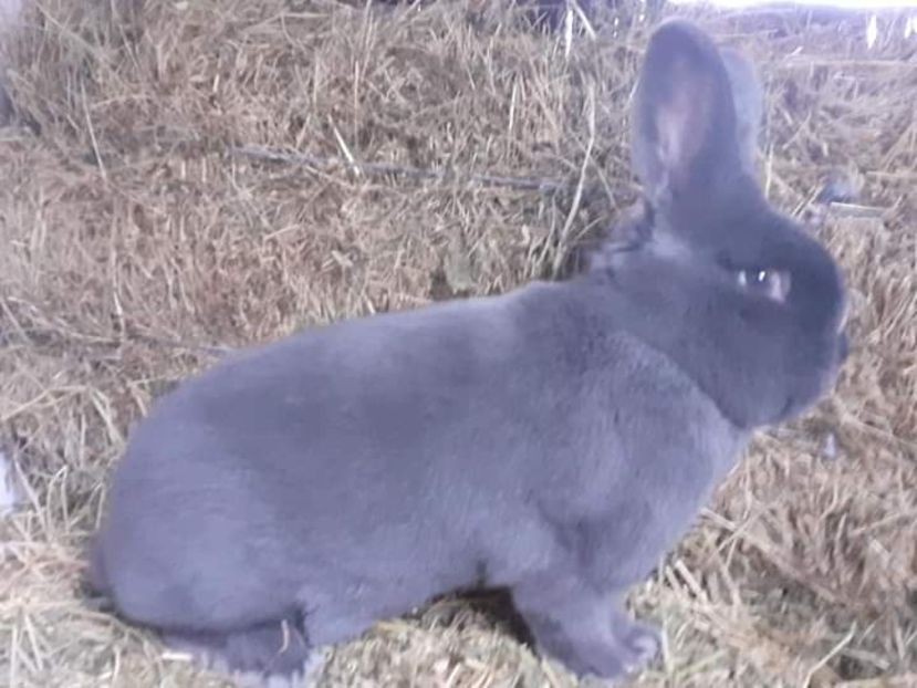  - Vienezi albastrii 2020