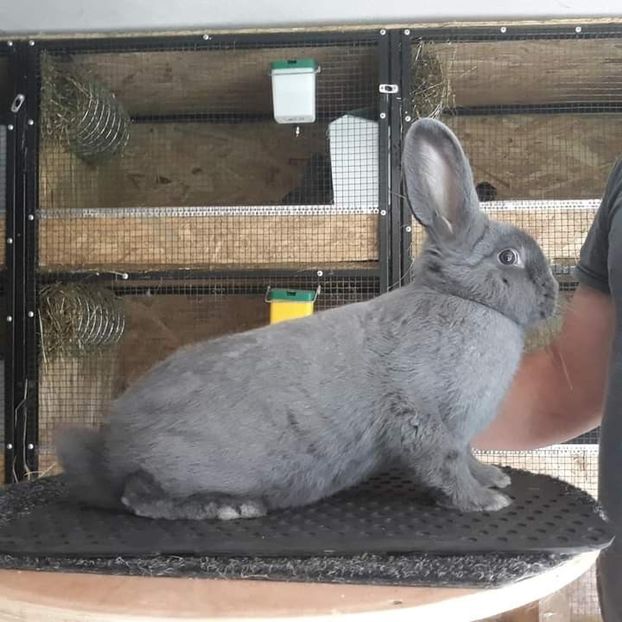  - Vienezi albastrii 2020