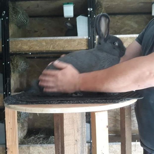  - Vienezi albastrii 2020