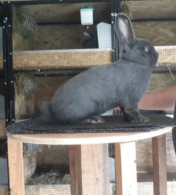  - Vienezi albastrii 2020