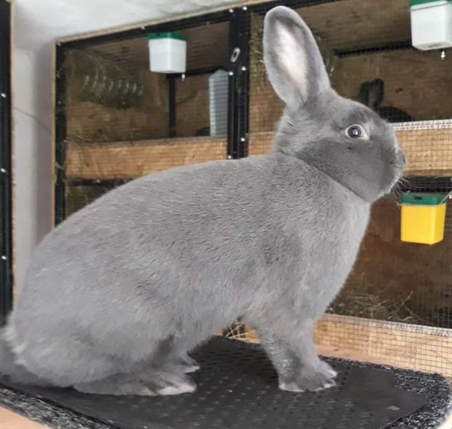  - Vienezi albastrii 2020