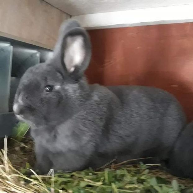  - Vienezi albastrii 2020