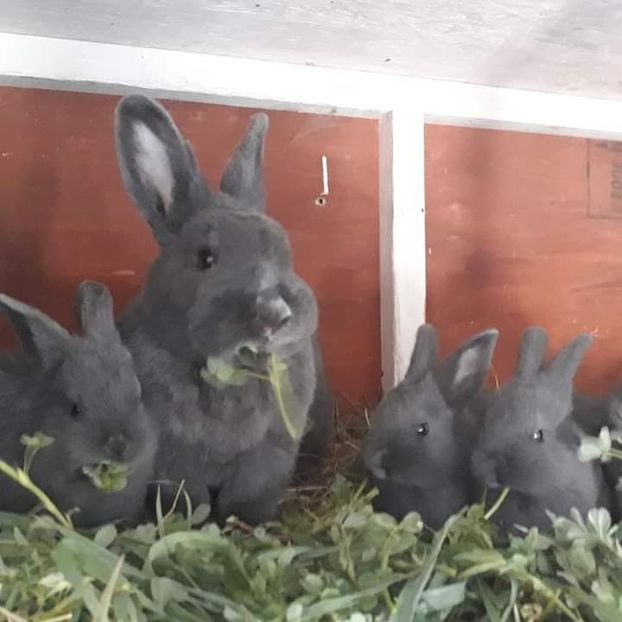  - Vienezi albastrii 2020