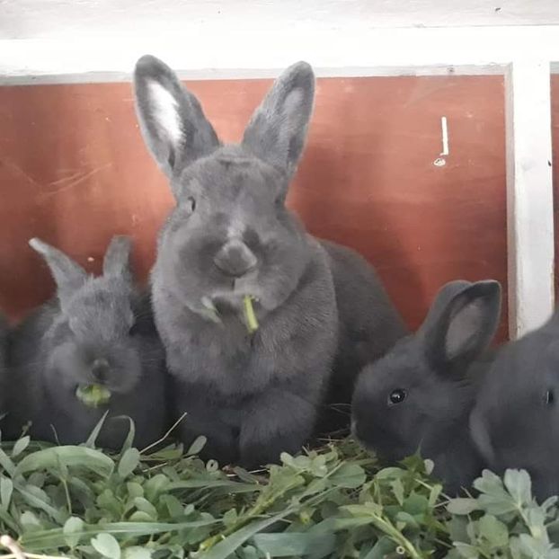  - Vienezi albastrii 2020