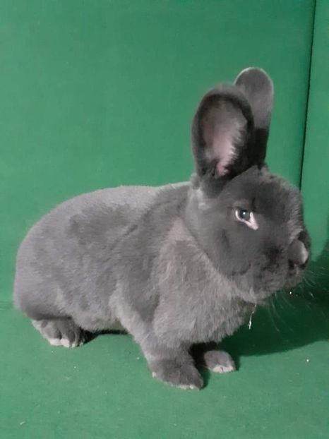  - Vienezi albastrii 2021