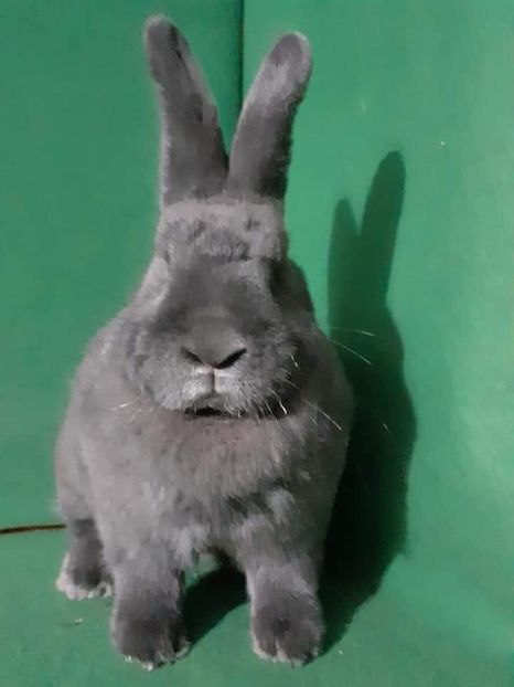  - Vienezi albastrii 2021