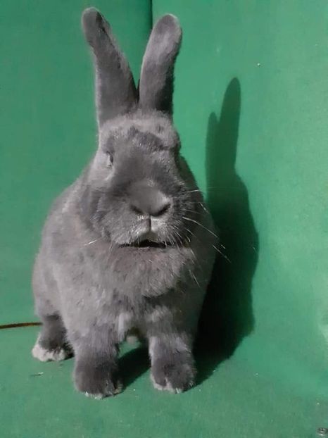  - Vienezi albastrii 2021