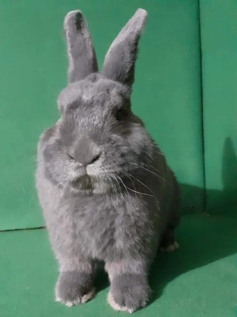  - Vienezi albastrii 2021