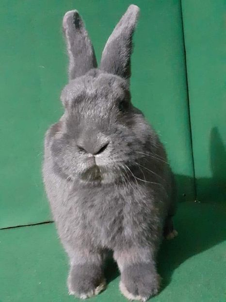  - Vienezi albastrii 2021