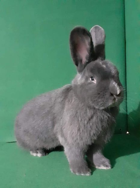  - Vienezi albastrii 2021