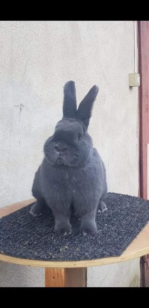  - Vienezi albastrii 2021