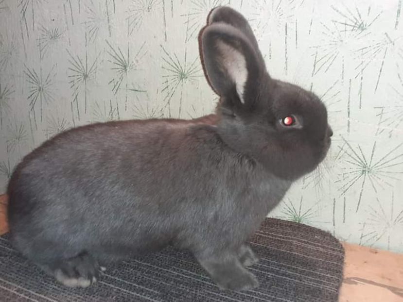  - Vienezi albastrii 2021