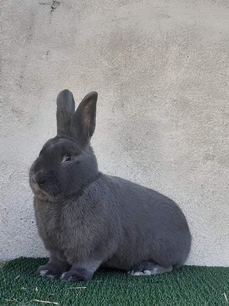  - Vienezi albastrii 2022