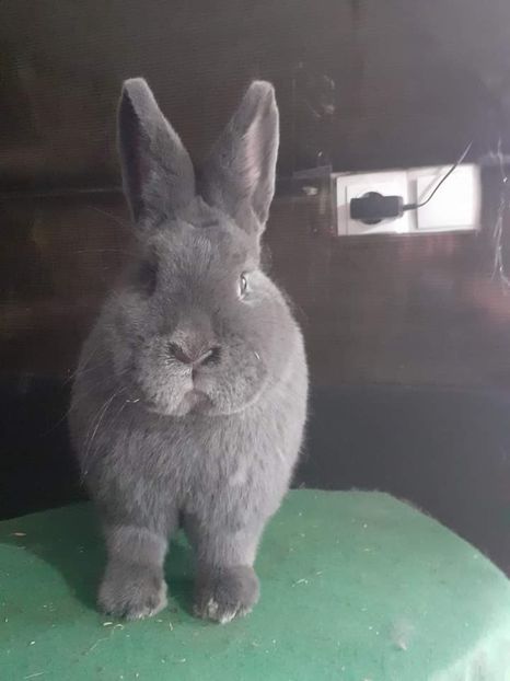  - Vienezi albastrii 2022