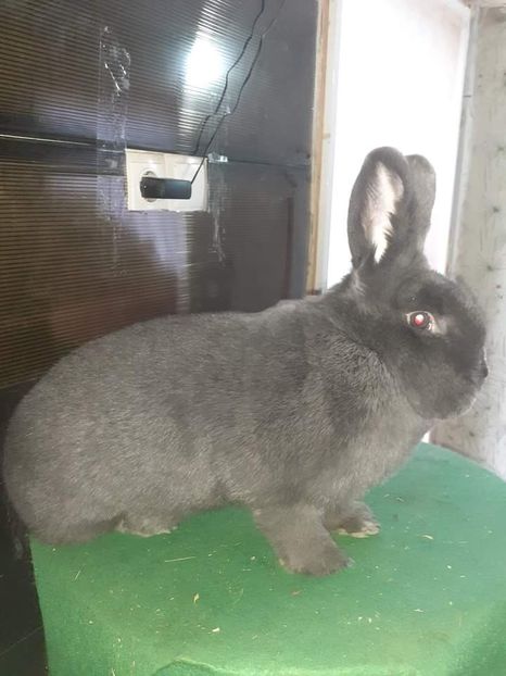  - Vienezi albastrii 2022