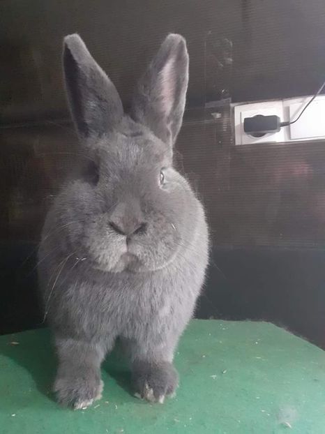  - Vienezi albastrii 2022