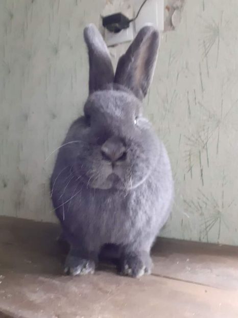  - Vienezi albastrii 2022