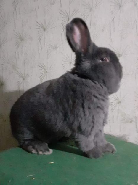  - Vienezi albastrii 2022