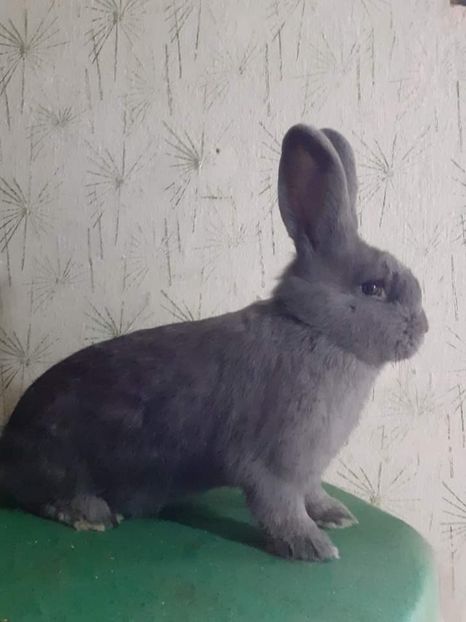  - Vienezi albastrii 2022