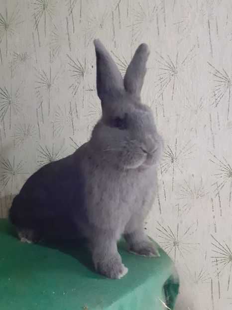  - Vienezi albastrii 2022