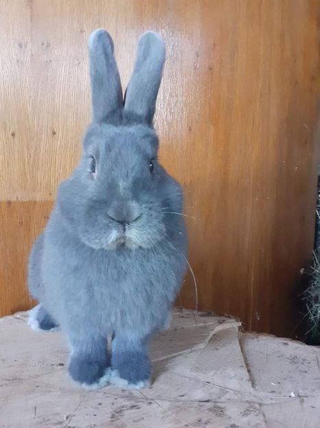  - Vienezi albastrii 2022