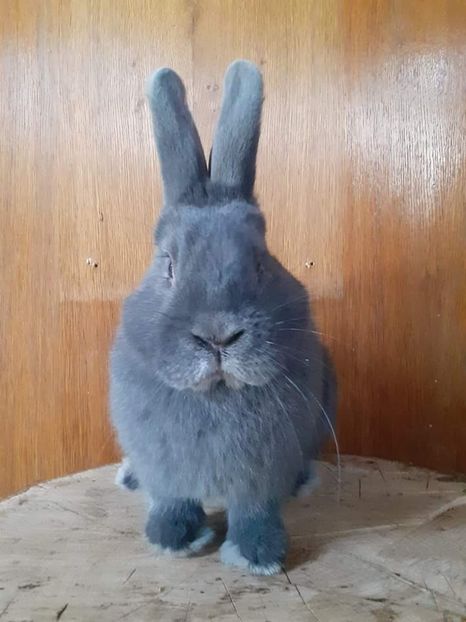  - Vienezi albastrii 2022