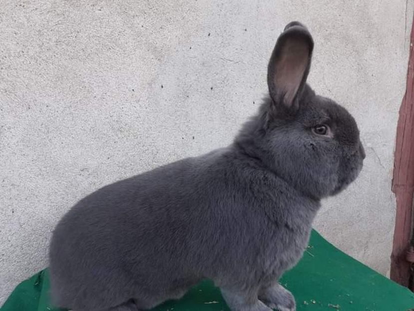  - Vienezi albastrii 2022