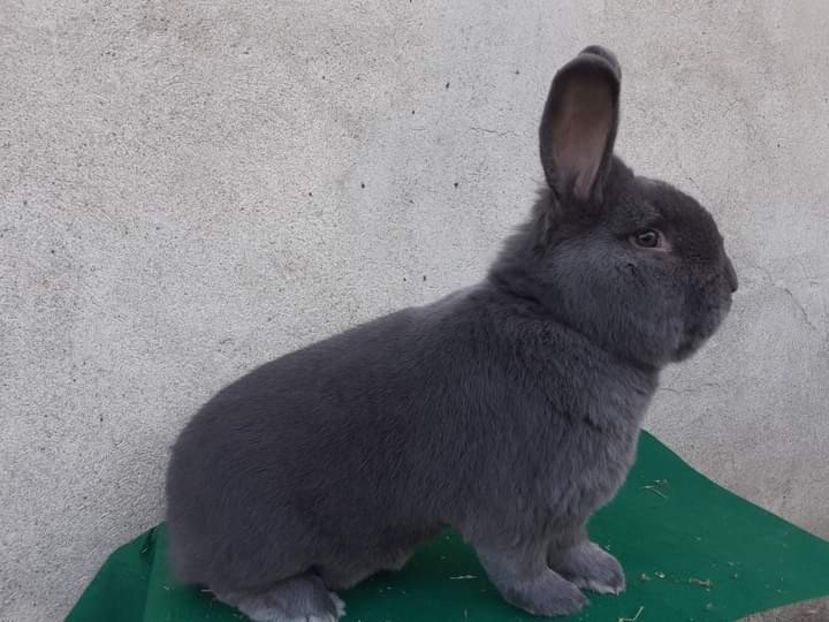  - Vienezi albastrii 2022