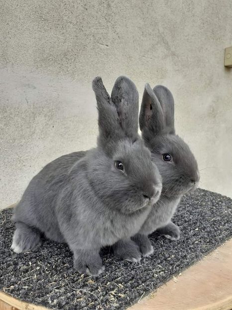  - Vienezi albastrii 2023