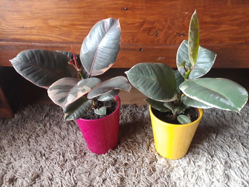 ficus belize si tineke - Flori 2023