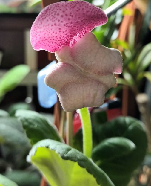 La multi ani doamnele mele! - Bombonelele gloxi