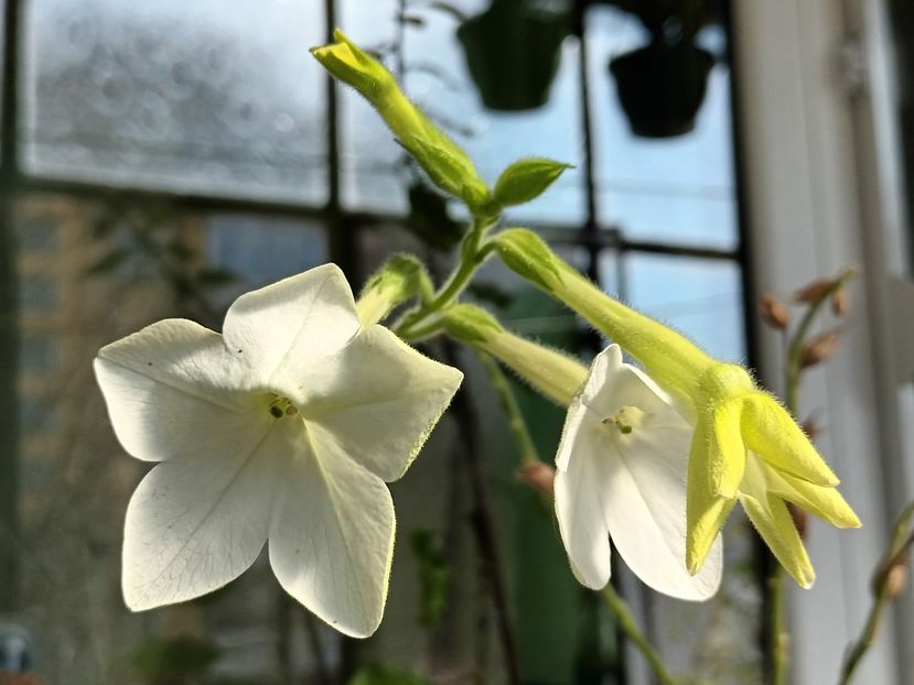 Pentru toate doamnele mele dragi - Albumul Floricelelor