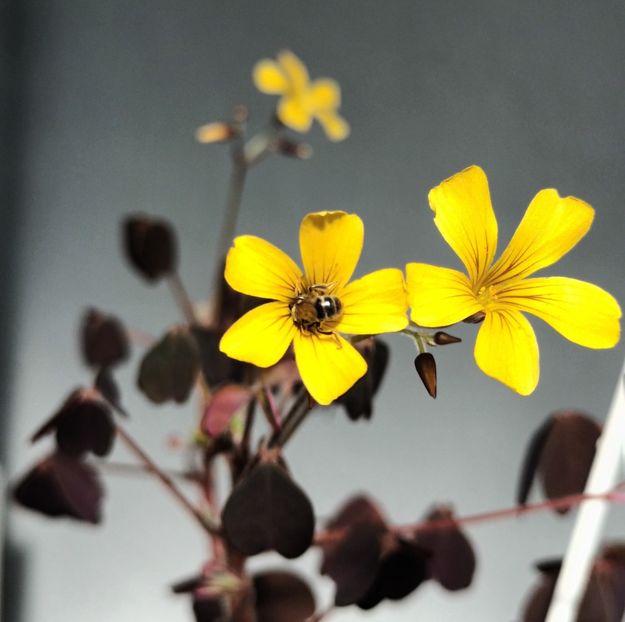 Si la multi ani! - Albumul Floricelelor