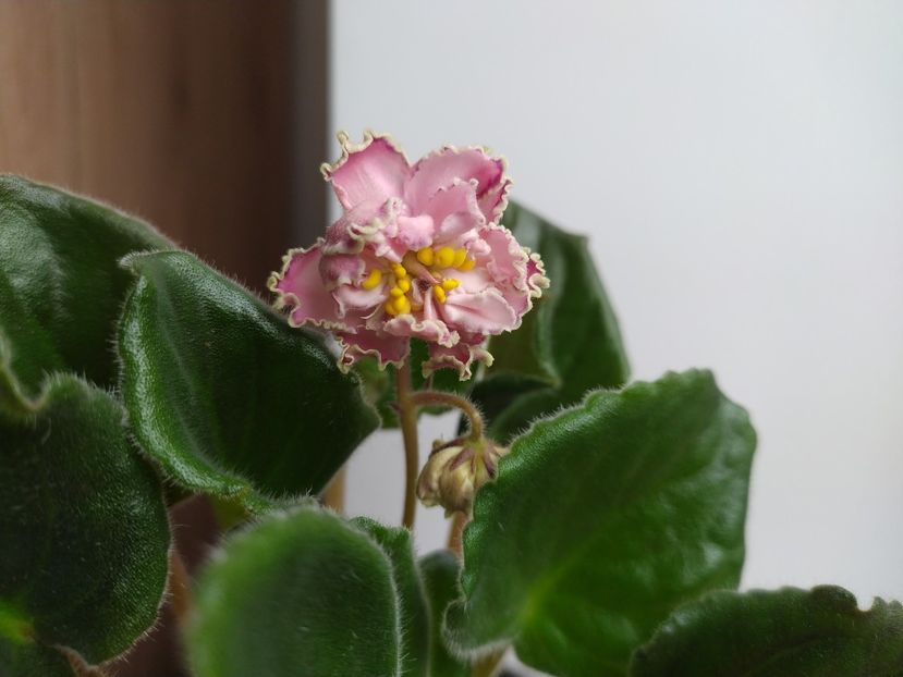 Prima floare 8 martie 2023 - SM Marlezonskij Balet